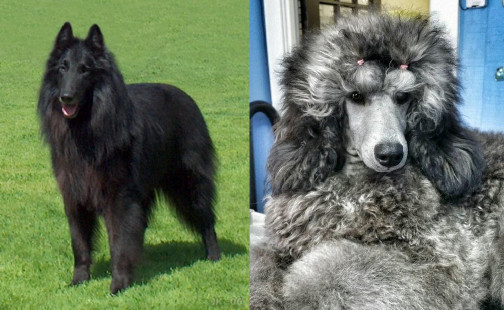 Standard Poodle vs Belgian Shepherd Dog (Groenendael) - Breed Comparison