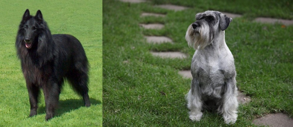 Standard Schnauzer vs Belgian Shepherd Dog (Groenendael) - Breed Comparison