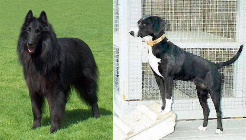 Stephens Stock vs Belgian Shepherd Dog (Groenendael) - Breed Comparison