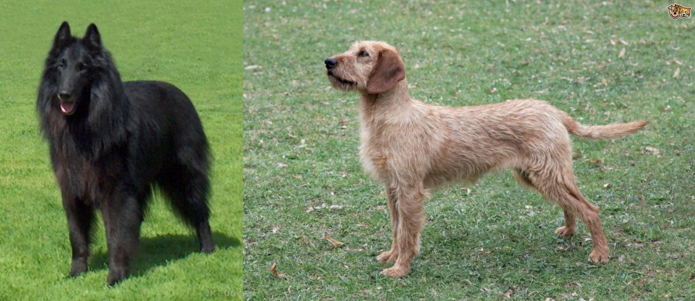 Styrian Coarse Haired Hound vs Belgian Shepherd Dog (Groenendael) - Breed Comparison