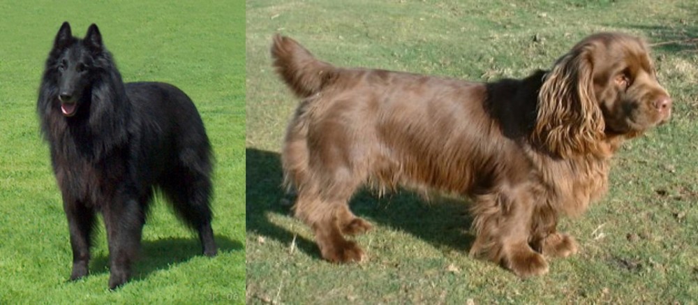 Sussex Spaniel vs Belgian Shepherd Dog (Groenendael) - Breed Comparison