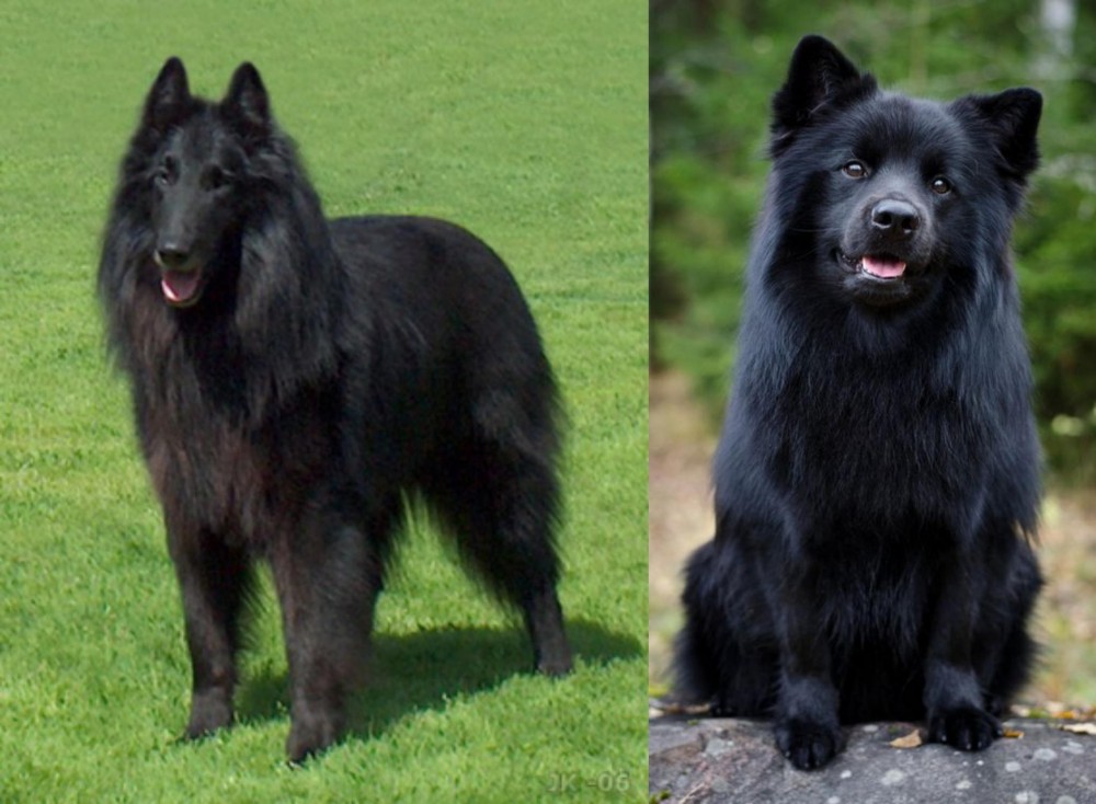 Swedish Lapphund vs Belgian Shepherd Dog (Groenendael) - Breed Comparison