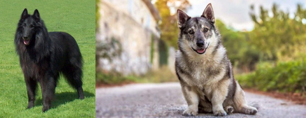 Swedish Vallhund vs Belgian Shepherd Dog (Groenendael) - Breed Comparison