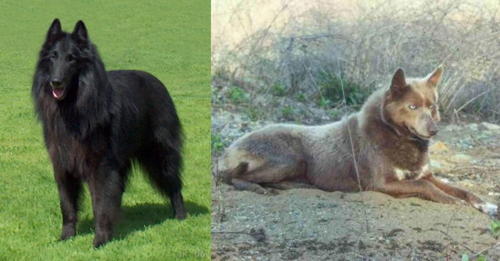 Tahltan Bear Dog vs Belgian Shepherd Dog (Groenendael) - Breed Comparison