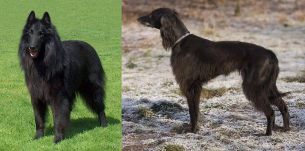 Taigan vs Belgian Shepherd Dog (Groenendael) - Breed Comparison