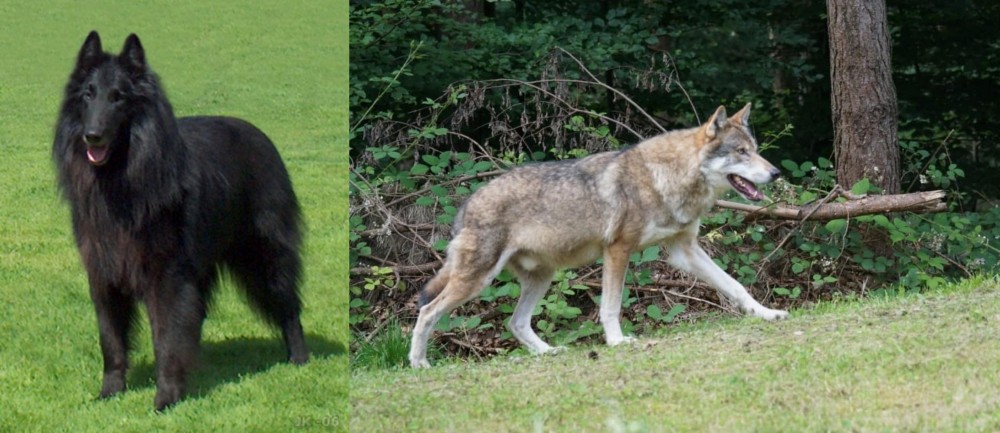Tamaskan vs Belgian Shepherd Dog (Groenendael) - Breed Comparison
