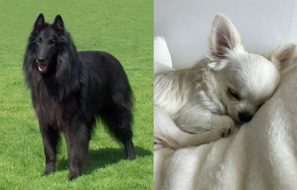 Tea Cup Chihuahua vs Belgian Shepherd Dog (Groenendael) - Breed Comparison
