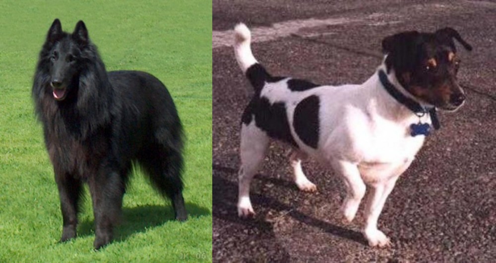 Teddy Roosevelt Terrier vs Belgian Shepherd Dog (Groenendael) - Breed Comparison