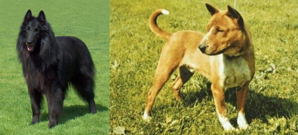 Telomian vs Belgian Shepherd Dog (Groenendael) - Breed Comparison