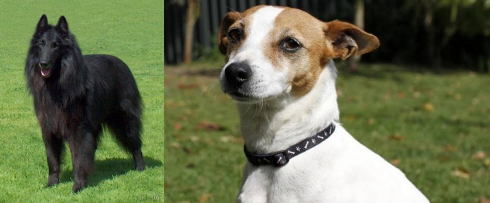 Tenterfield Terrier vs Belgian Shepherd Dog (Groenendael) - Breed Comparison