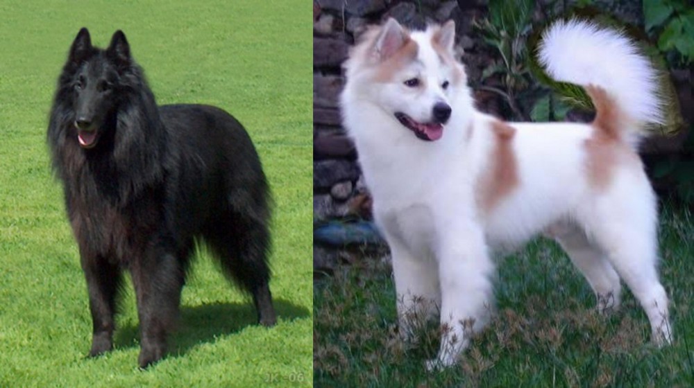 Thai Bangkaew vs Belgian Shepherd Dog (Groenendael) - Breed Comparison