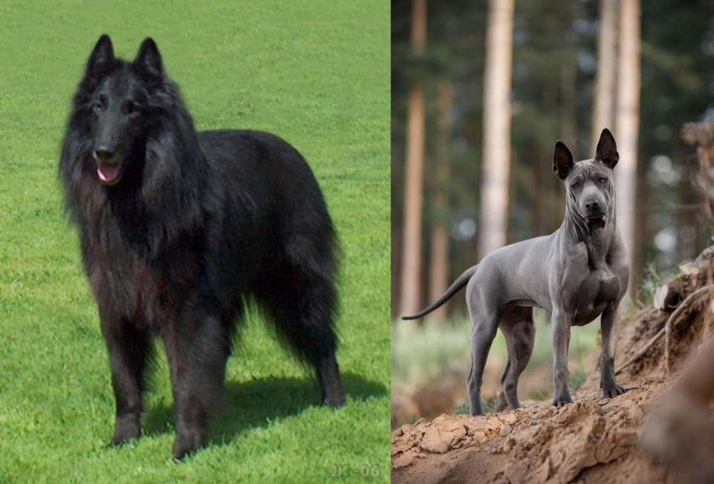 Thai Ridgeback vs Belgian Shepherd Dog (Groenendael) - Breed Comparison