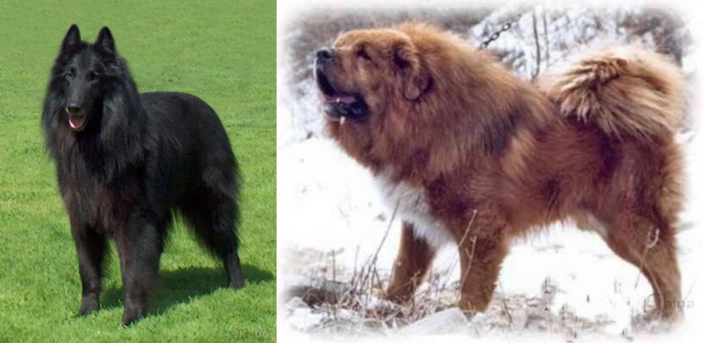 Tibetan Kyi Apso vs Belgian Shepherd Dog (Groenendael) - Breed Comparison