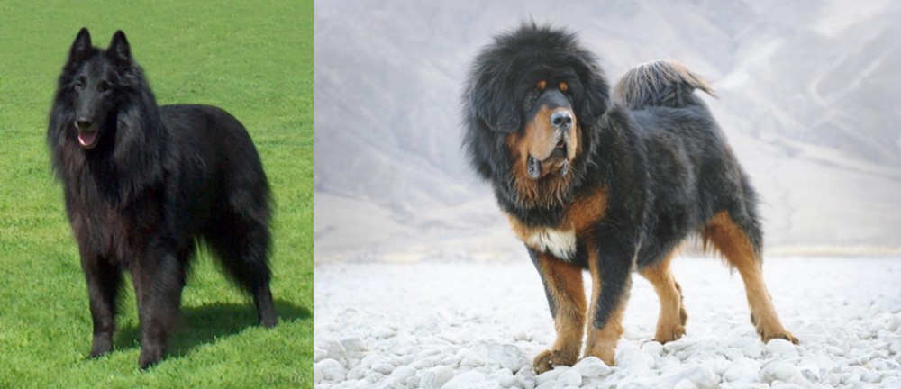 Tibetan Mastiff vs Belgian Shepherd Dog (Groenendael) - Breed Comparison