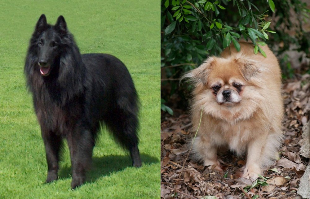 Tibetan Spaniel vs Belgian Shepherd Dog (Groenendael) - Breed Comparison