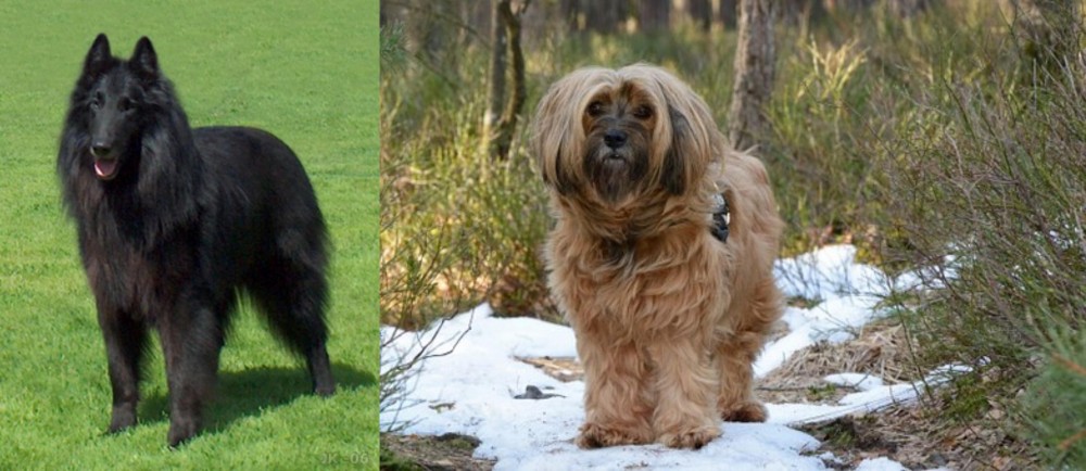 Tibetan Terrier vs Belgian Shepherd Dog (Groenendael) - Breed Comparison