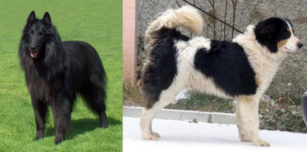 Tornjak vs Belgian Shepherd Dog (Groenendael) - Breed Comparison