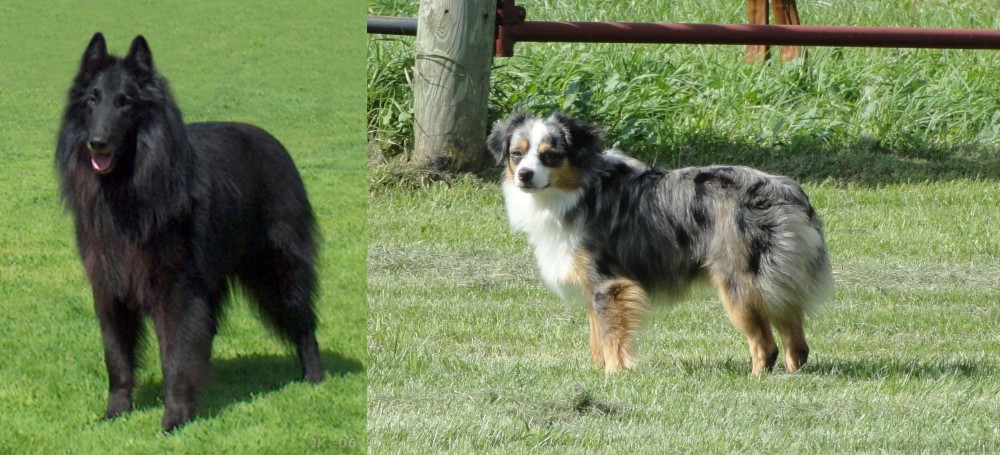 Toy Australian Shepherd vs Belgian Shepherd Dog (Groenendael) - Breed Comparison