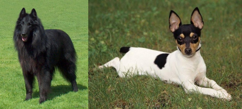 Toy Fox Terrier vs Belgian Shepherd Dog (Groenendael) - Breed Comparison
