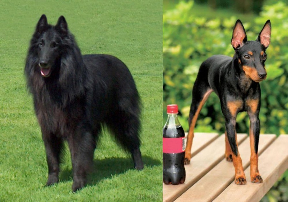 Toy Manchester Terrier vs Belgian Shepherd Dog (Groenendael) - Breed Comparison