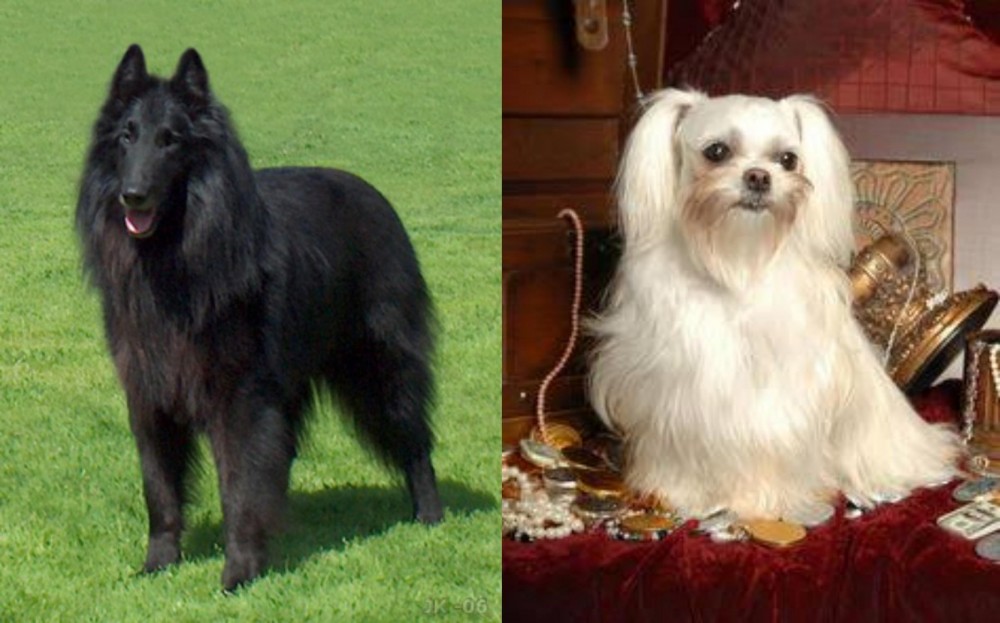 Toy Mi-Ki vs Belgian Shepherd Dog (Groenendael) - Breed Comparison