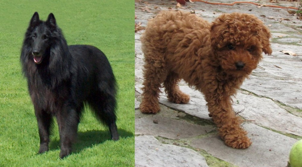 Toy Poodle vs Belgian Shepherd Dog (Groenendael) - Breed Comparison