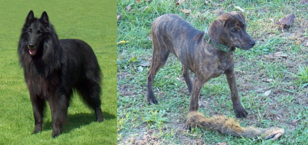 Treeing Cur vs Belgian Shepherd Dog (Groenendael) - Breed Comparison