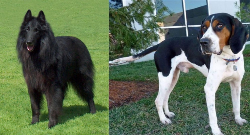 Treeing Walker Coonhound vs Belgian Shepherd Dog (Groenendael) - Breed Comparison