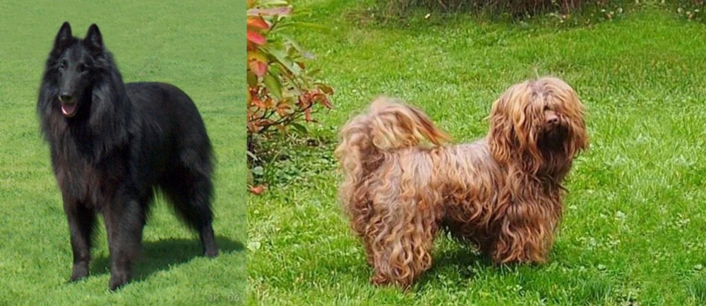 Tsvetnaya Bolonka vs Belgian Shepherd Dog (Groenendael) - Breed Comparison
