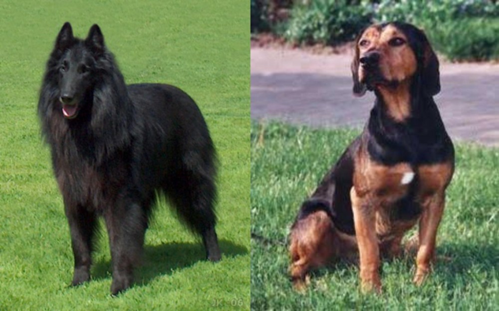 Tyrolean Hound vs Belgian Shepherd Dog (Groenendael) - Breed Comparison