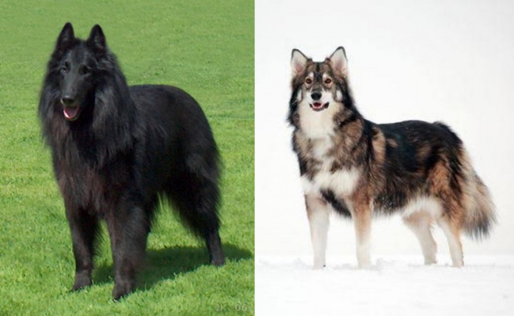 Utonagan vs Belgian Shepherd Dog (Groenendael) - Breed Comparison