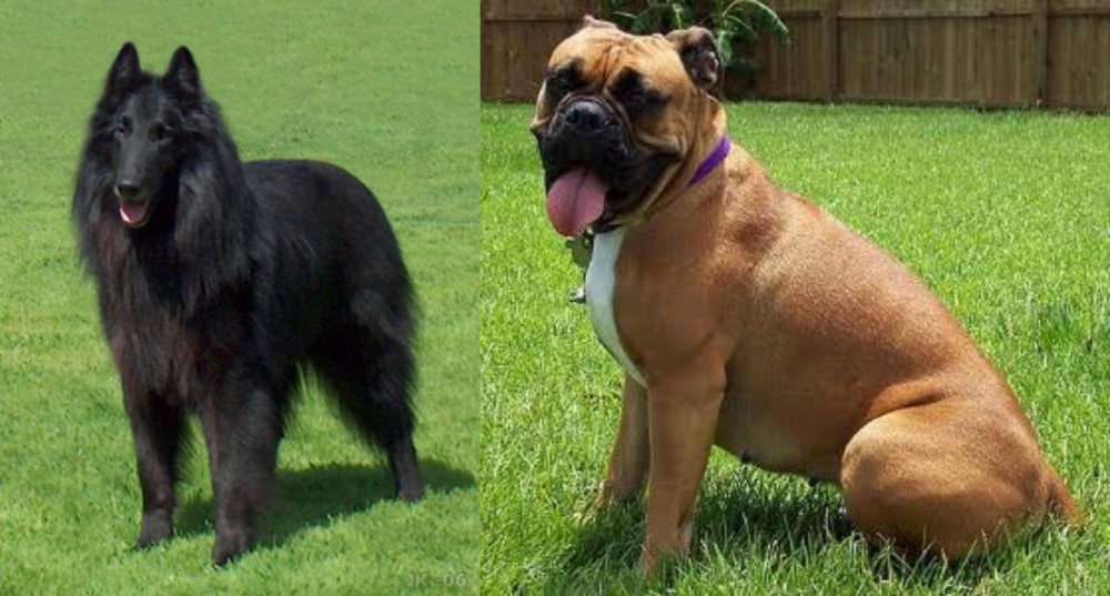 Valley Bulldog vs Belgian Shepherd Dog (Groenendael) - Breed Comparison