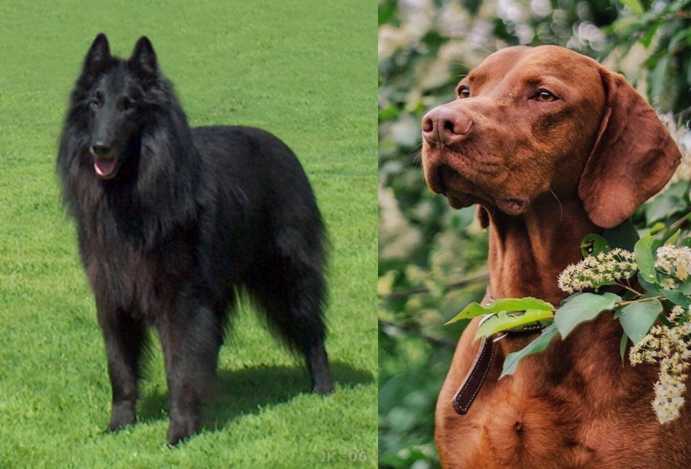 Vizsla vs Belgian Shepherd Dog (Groenendael) - Breed Comparison