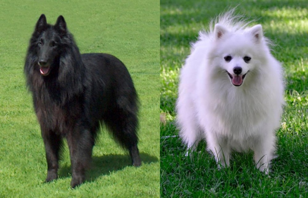 Volpino Italiano vs Belgian Shepherd Dog (Groenendael) - Breed Comparison