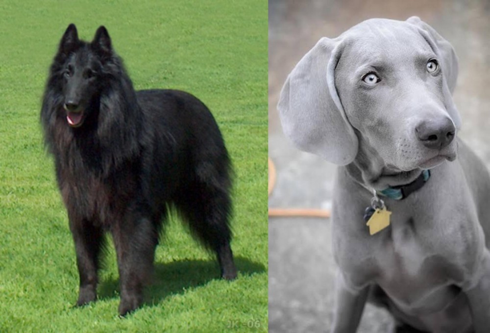 Weimaraner vs Belgian Shepherd Dog (Groenendael) - Breed Comparison