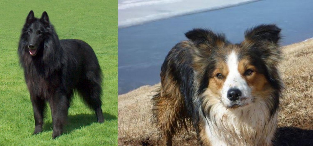 Welsh Sheepdog vs Belgian Shepherd Dog (Groenendael) - Breed Comparison