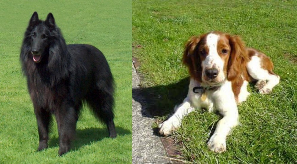 Welsh Springer Spaniel vs Belgian Shepherd Dog (Groenendael) - Breed Comparison