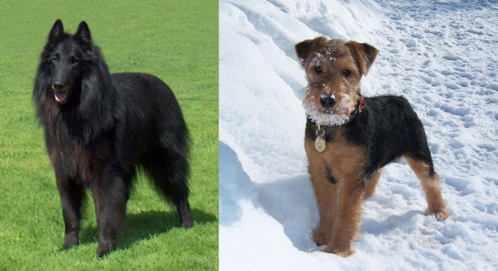 Welsh Terrier vs Belgian Shepherd Dog (Groenendael) - Breed Comparison