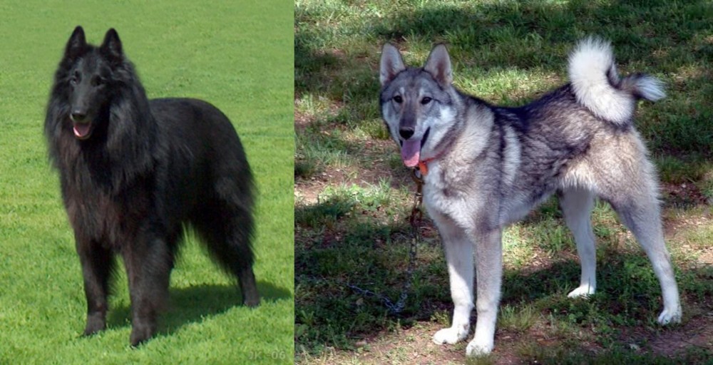 West Siberian Laika vs Belgian Shepherd Dog (Groenendael) - Breed Comparison