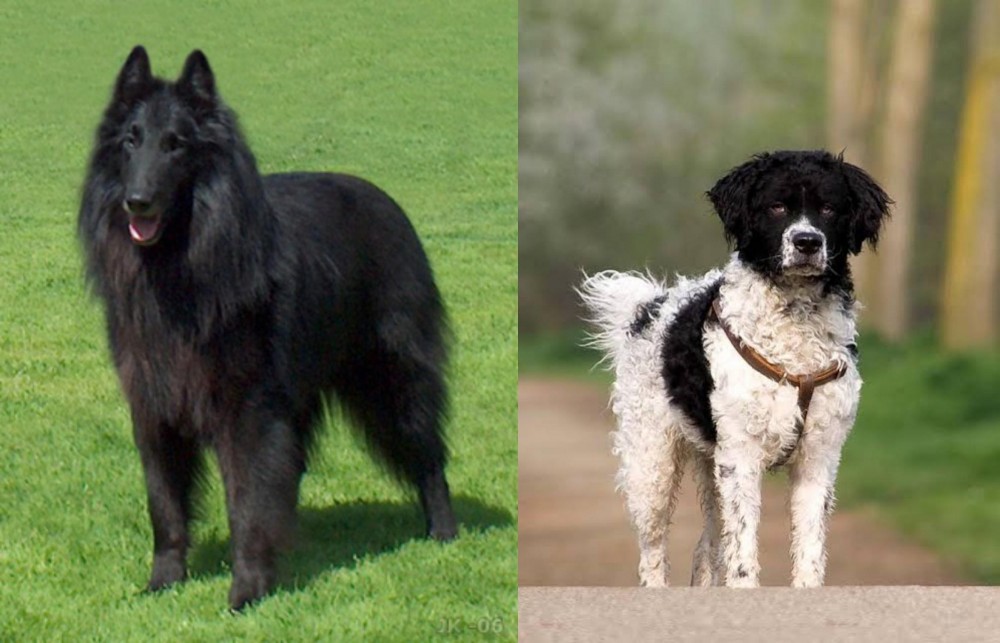 Wetterhoun vs Belgian Shepherd Dog (Groenendael) - Breed Comparison