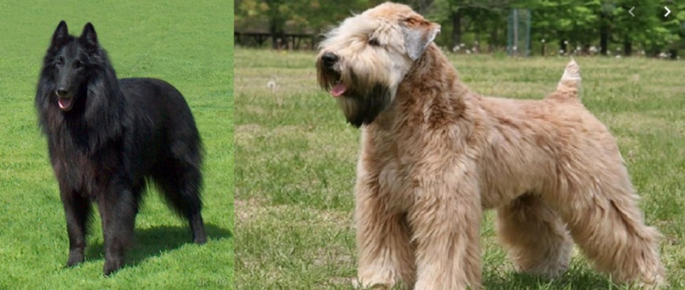 Wheaten Terrier vs Belgian Shepherd Dog (Groenendael) - Breed Comparison