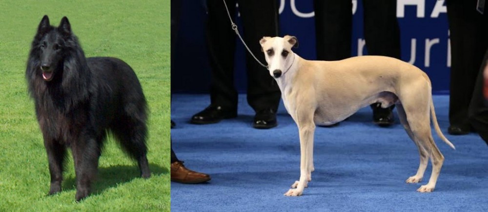 Whippet vs Belgian Shepherd Dog (Groenendael) - Breed Comparison
