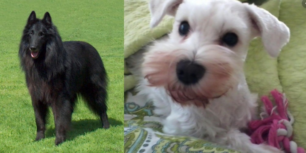 White Schnauzer vs Belgian Shepherd Dog (Groenendael) - Breed Comparison