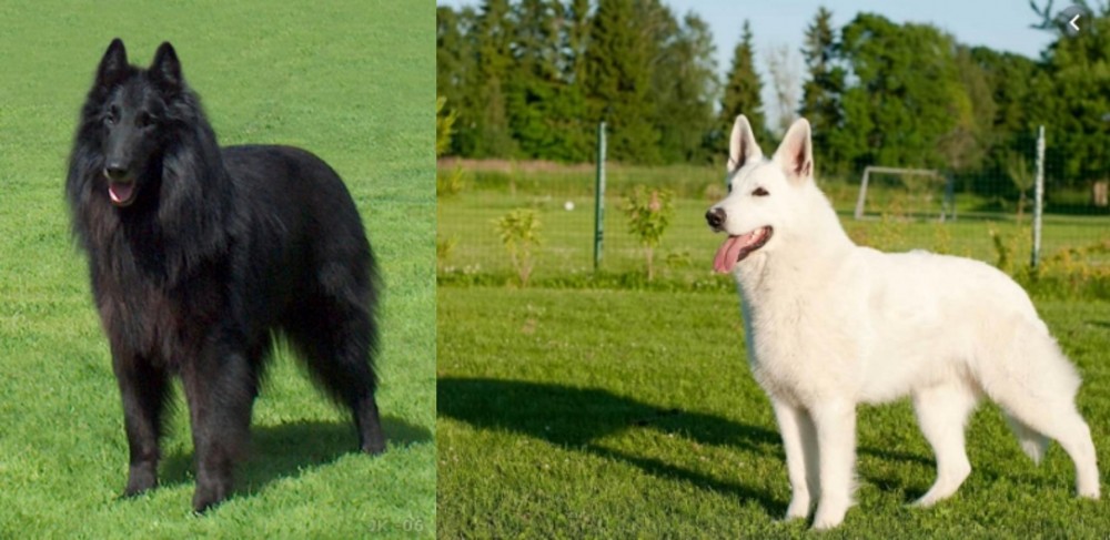 White Shepherd vs Belgian Shepherd Dog (Groenendael) - Breed Comparison