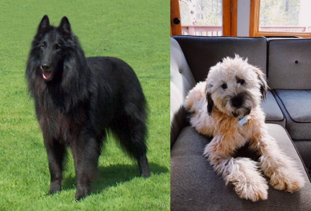 Whoodles vs Belgian Shepherd Dog (Groenendael) - Breed Comparison