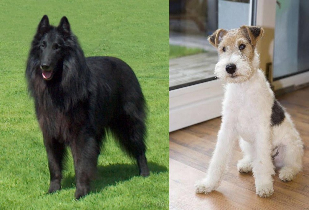 Wire Fox Terrier vs Belgian Shepherd Dog (Groenendael) - Breed Comparison