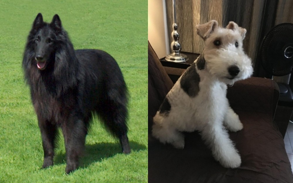 Wire Haired Fox Terrier vs Belgian Shepherd Dog (Groenendael) - Breed Comparison