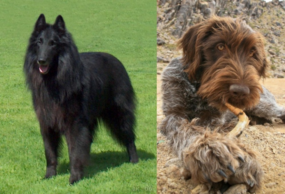 Wirehaired Pointing Griffon vs Belgian Shepherd Dog (Groenendael) - Breed Comparison