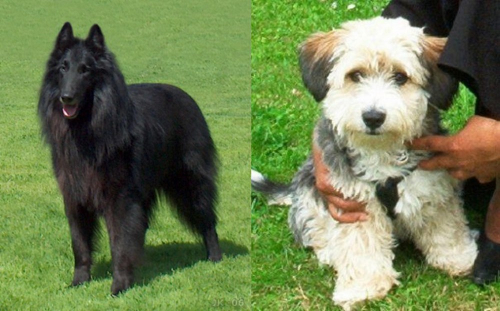 Yo-Chon vs Belgian Shepherd Dog (Groenendael) - Breed Comparison