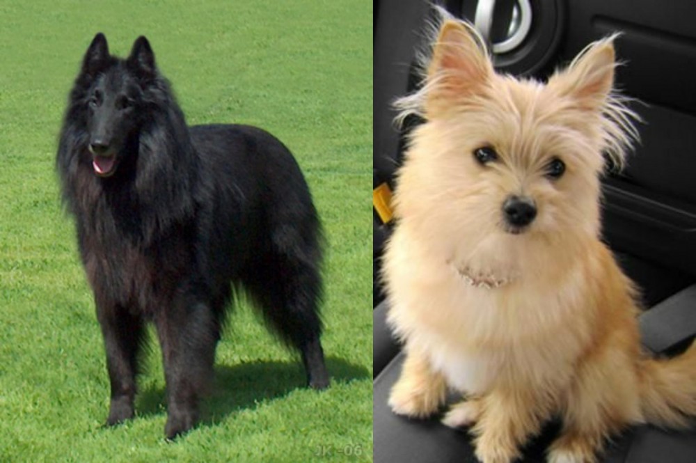 Yoranian vs Belgian Shepherd Dog (Groenendael) - Breed Comparison